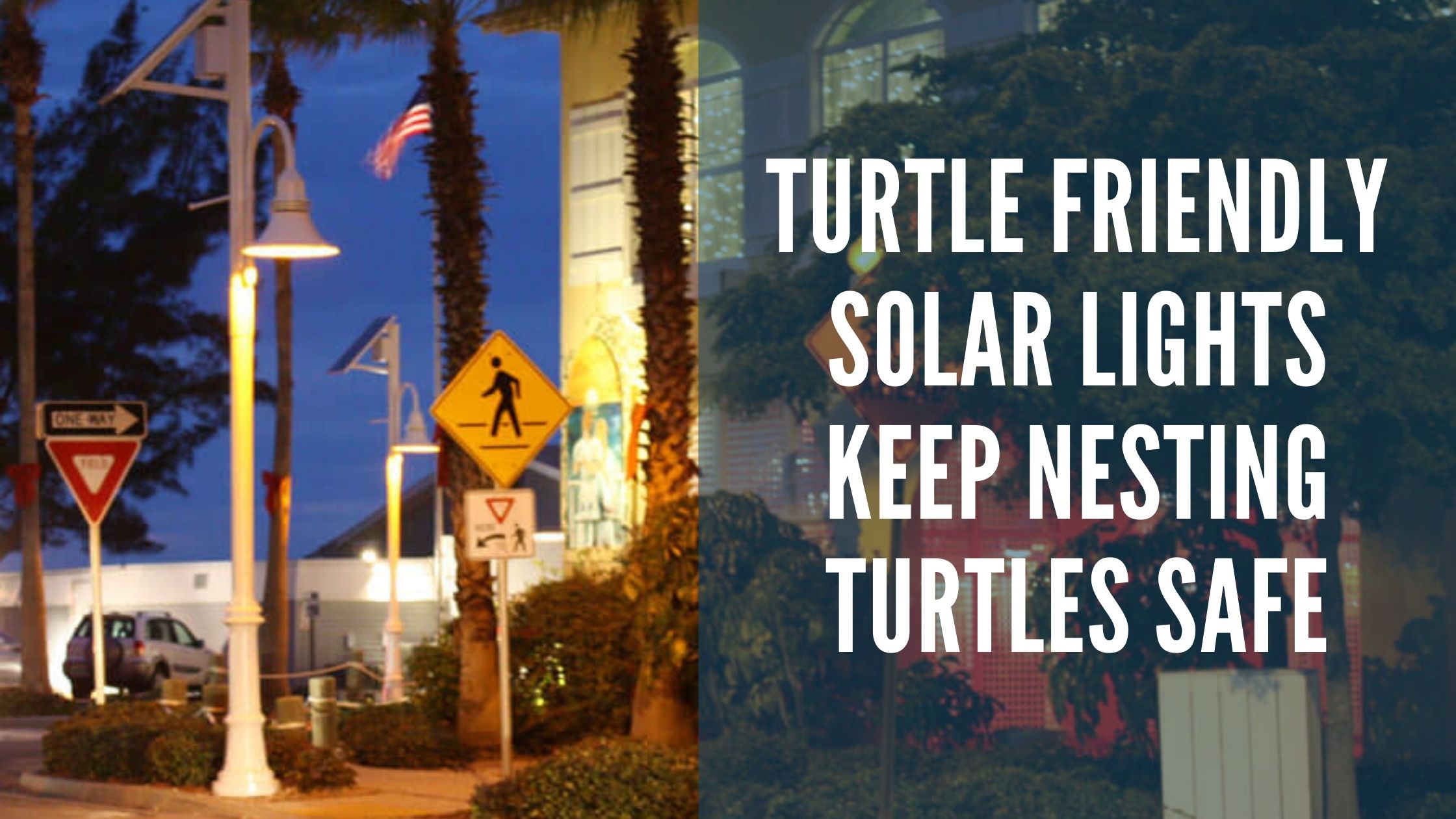 Turtle Friendly Solar Lights Keep Nesting Turtles Safe