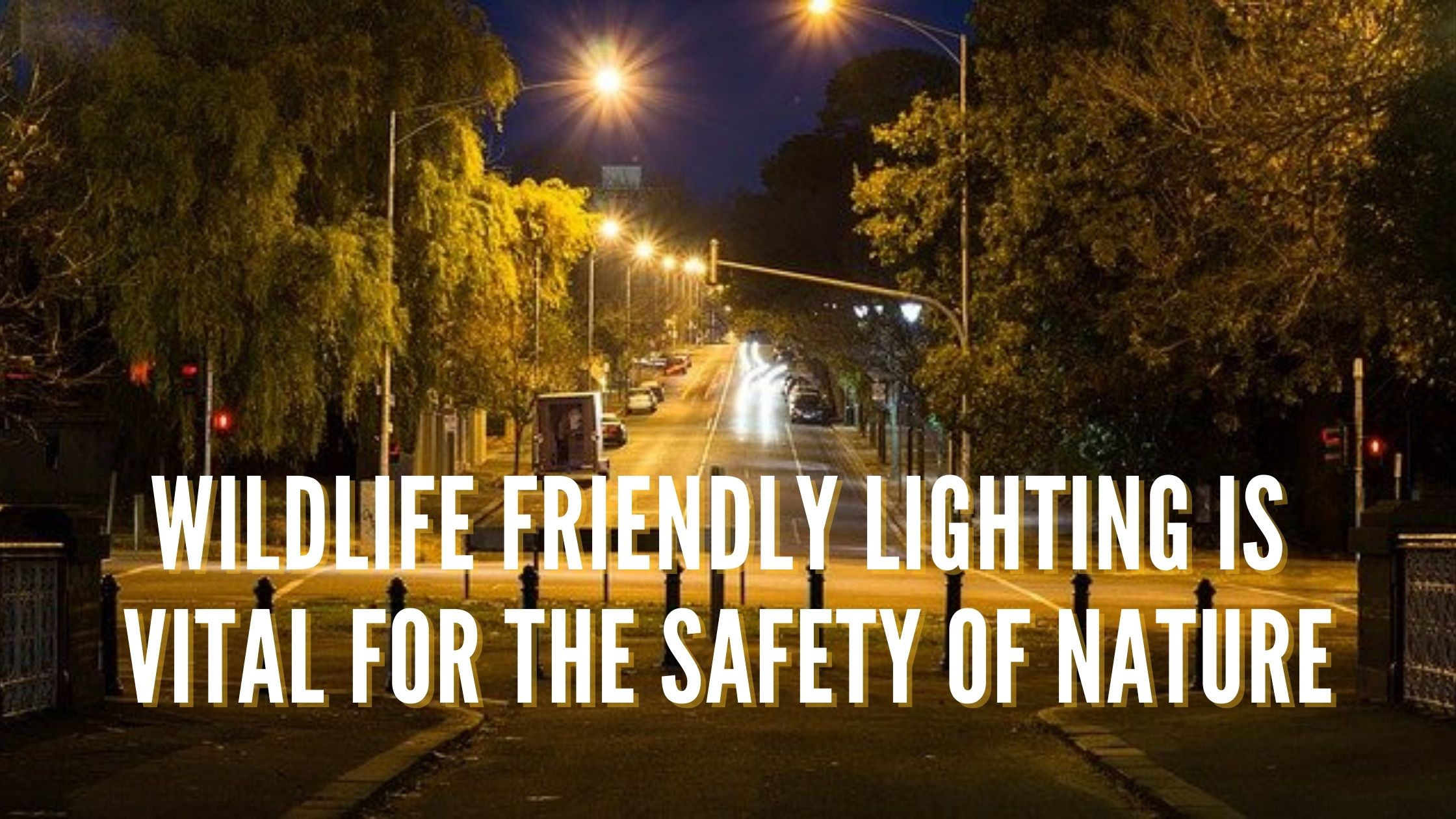 Wildlife Friendly Lighting is Vital for the Safety of Nature